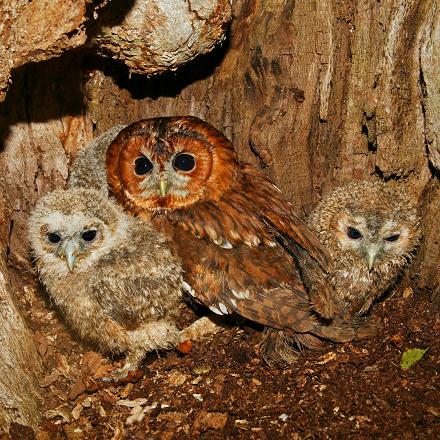 Son nid est souvent tapissé de divers matériaux : de bois, de sable, de foin, de laine...