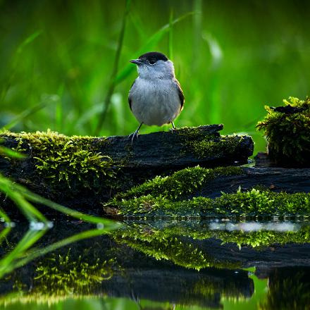 On retrouve la fauvette à tête noire dans les bois, les bosquets, les haies et les parcs et jardins.