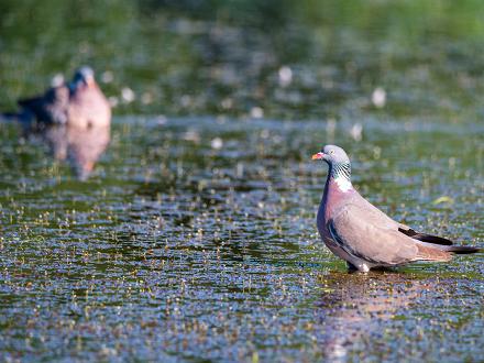 Le pigeon ramier est très sociable. Il vit en groupe sur les lieux de nourrissage et de dortoirs, sauf en période de reproduction.
