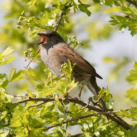 On remarque davantage sa présence à son chant aigu et mélodieux.