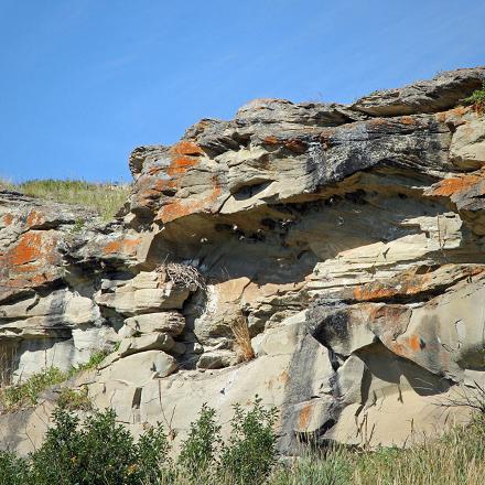 L'habitat naturel de l'hirondelle de fenêtre est constitué de falaises. 