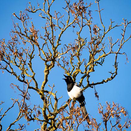 On la voit dans les grands arbres (peupliers, bouleaux, pins, cèdres) mais aussi dans les bosquets.