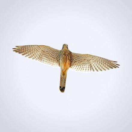 En vol, ses ailes sont pointues et sa queue est longue et étroite.