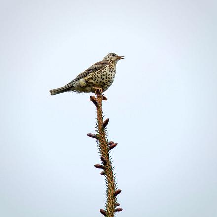 On peut l'entendre chanter dès février.