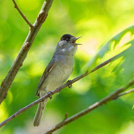 On la remarque à son chant sonore et mélodieux.