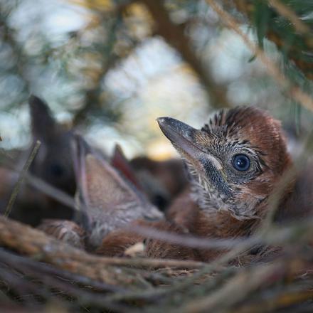 La période de reproduction du geai des chênes s'étend de mars à août.