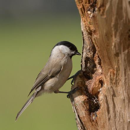 Comme la mésange noire et la mésange huppée, elle stocke des graines dans ses cachettes.