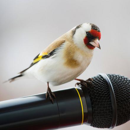 Son chant est un mélange de cris typiques 