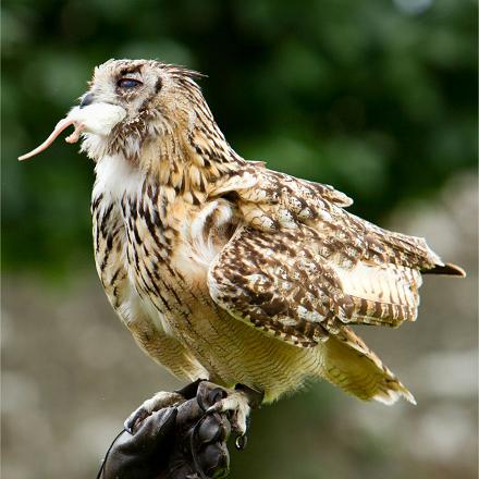 Le hibou moyen-duc mange surtout des campagnols...