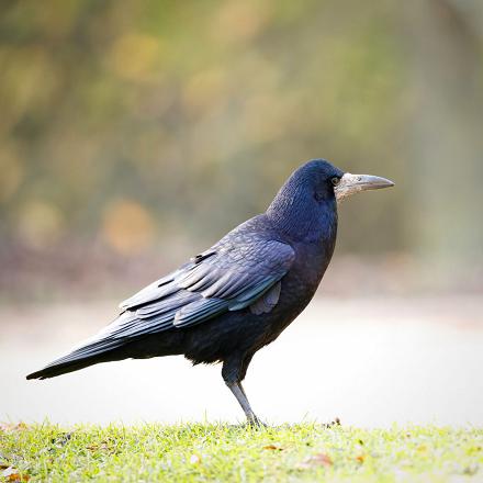 Le corbeau freux ressemble beaucoup à la corneille noire par sa taille et sa couleur.
