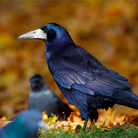 Son plumage est noir avec des reflets irisés...