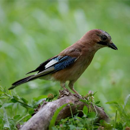 À la belle saison, il chasse et se nourrit d'animaux.