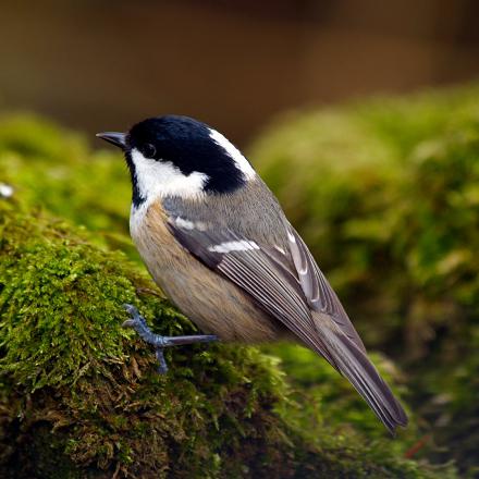 Son nid est constitué d’une coupe de mousse, lichen ou laine dans les trous d’arbres et les nichoirs.