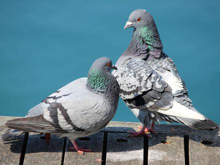 Le chant du pigeon domestique est plutôt un roucoulement doux 