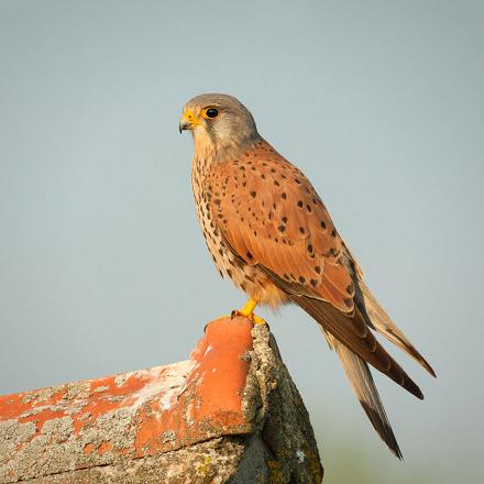 Le faucon crécerelle est environ de la taille d'un épervier.