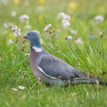 Le dessus du corps est gris-bleu foncé.