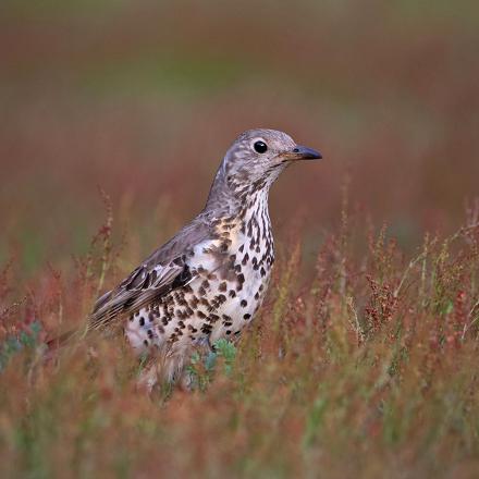 Mais à la fin de l'été, cette espèce craintive gagne les prairies, champs et pâturages.