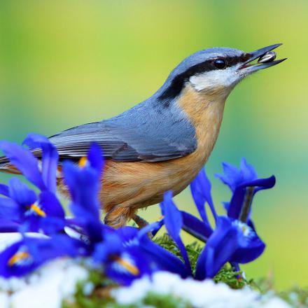 La sittelle torchepot se nourrit d'insectes et de graines.