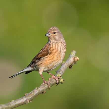 La femelle se distingue du mâle par son absence de rouge dans le plumage.