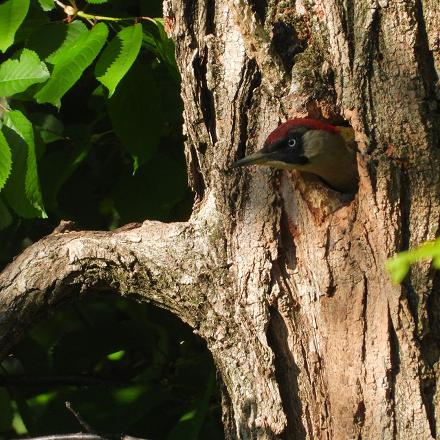 Il niche dans les trous d'arbres existants ou qu'il a creusé lui-même.