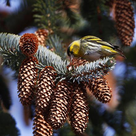 Il niche dans les épicéas car l'abondance de graines d'épicéas sert à nourrir les petits.