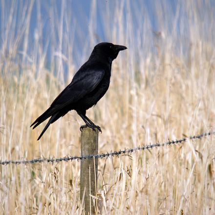 La corneille noire est très répandue. Elle vit dans les paysages ouverts, dans les régions cultivées et autour des villes et villages.