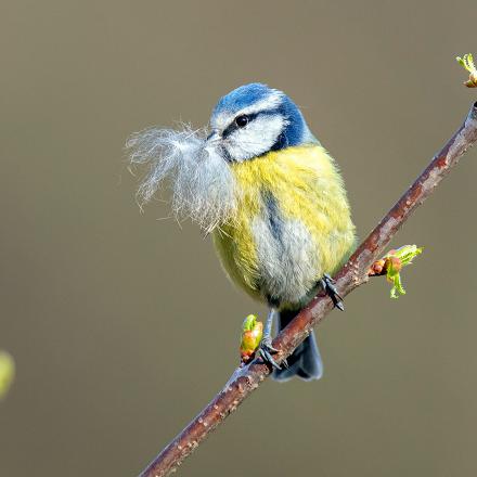 La période de reproduction des oiseaux commence par la confection du nid (nidification) ... 