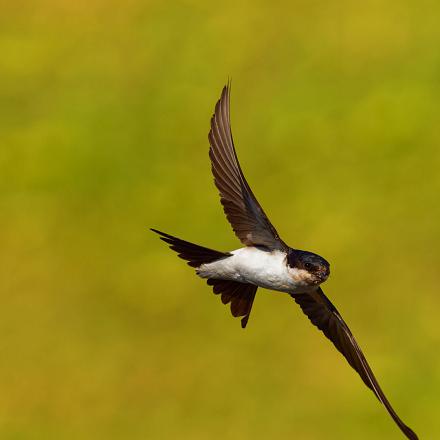 L'hirondelle de fenêtre mange des petits insectes volants.