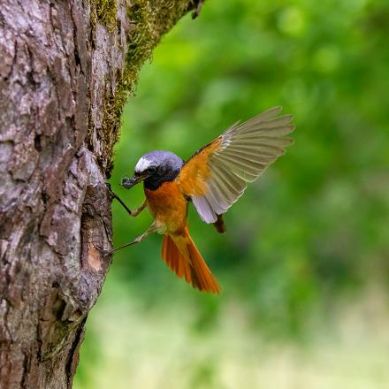 Il est rare au jardin car il préfère nicher dans les vieux arbres de forêts, vergers et de grands jardins naturels.