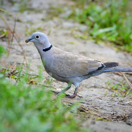 La tourterelle turque est un peu plus petite et plus mince que le pigeon domestique.