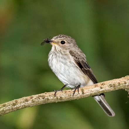 Le gobe-mouche gris gobe les mouches et autres insectes volants.