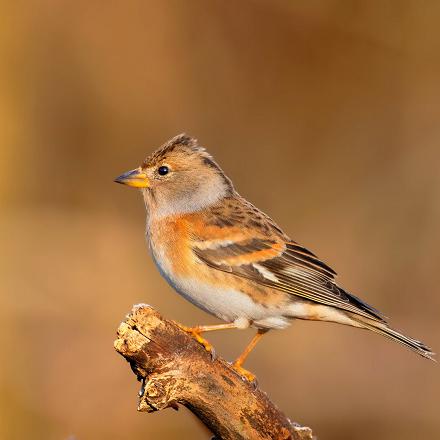 La femelle a la tête claire et la poitrine orange pâle.