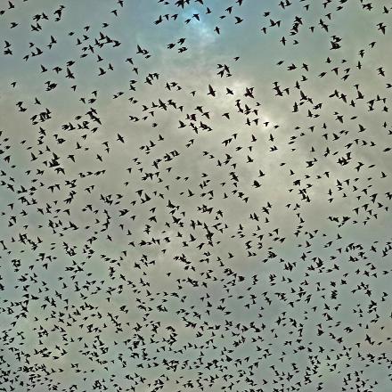En dehors de la saison des nids, ils se déplacent en grand groupe, formant parfois une nuée d'oiseaux !