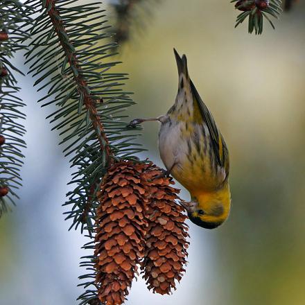 Le tarin des aulnes se nourrit de graines d'épicéas à la belle saison.