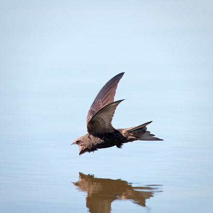 Le martinet noir passe sa vie en plein vol : il mange, dort et s'accouple en vol !