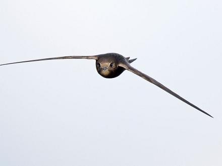 Le martinet noir se nourrit uniquement d'insectes volants.