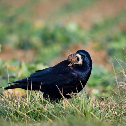 Le corbeau freux est omnivore car il mange de tout et opportuniste car il se nourrit parfois de charognes et déchets.