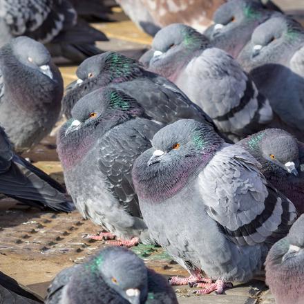 Le pigeon domestique est très sociable. Il vit en groupe, parfois en très grand nombre.