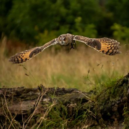 Le hibou moyen-duc est un rapace nocturne qui chasse au crépuscule et la nuit.