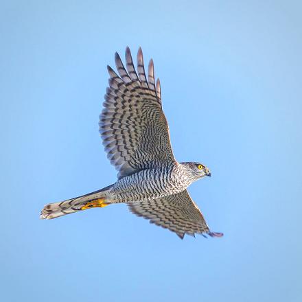 Les ailes de l'épervier d'Europe sont courtes et arrondies et sa queue est longue, étroite marquée de bandes sombres.