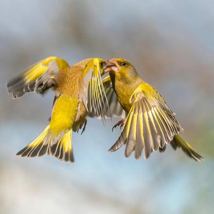 La couleur jaune de son plumage est plus visible en vol.