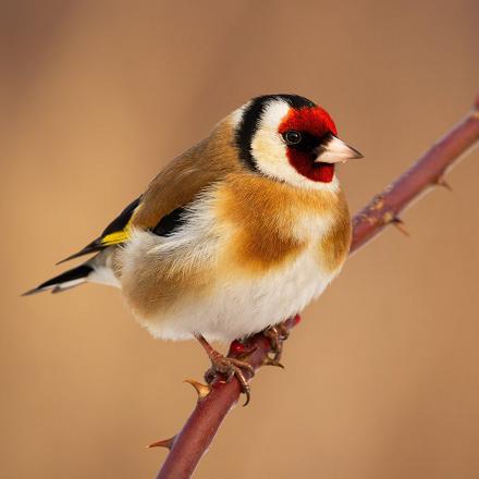 Le chardonneret élégant a la tête noire et blanche avec le visage rouge.