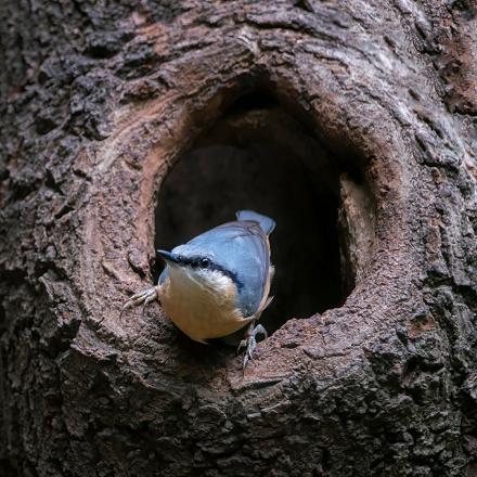 Elle préfère les vieilles forêts où elle peut trouver de vieux arbres pour nicher.