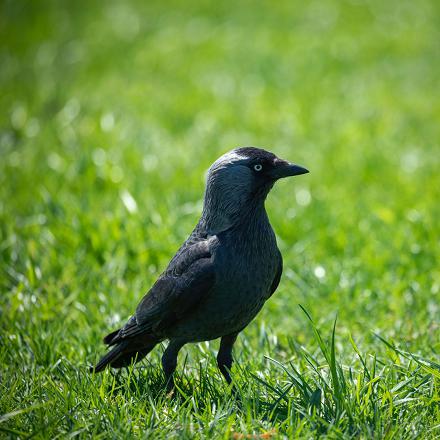 Le choucas des tours ressemble à la corneille noire et au corbeau freux mais il est beaucoup plus petit et plus rond.