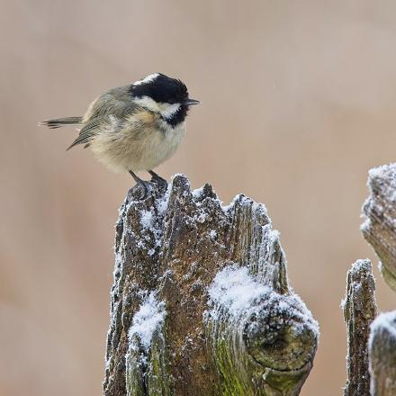 Le chant de la mésange noire est un chant doux et simple 