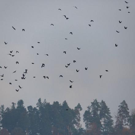 Elles se regroupent le soir en dortoirs pour passer la nuit.