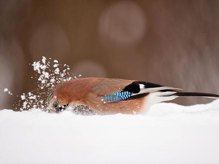 Il ne dépend pas des aires de nourrissages car il cache ses provisions pour tenir tout l'hiver.