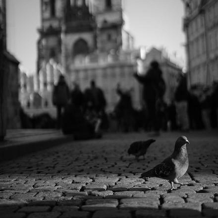 Le pigeon domestique est le pigeon citadin que l'on retrouve dans nos villes.