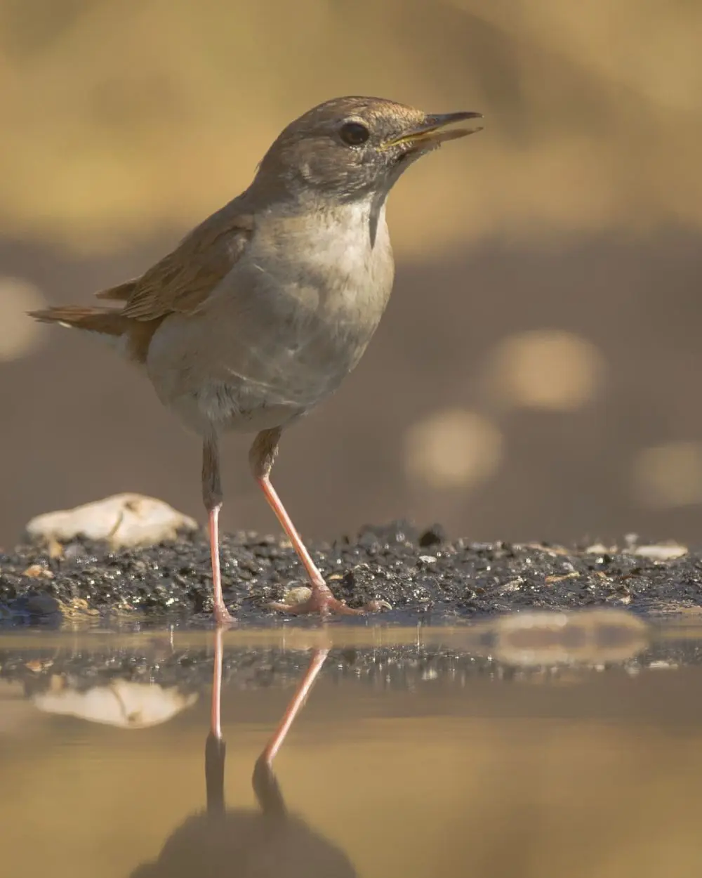 Nightingale flying during migration