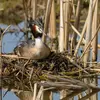 Le Grèbe huppé fabrique un **gros nid, parfois flottant**, avec divers éléments végétaux, d'algues dans les roselières.